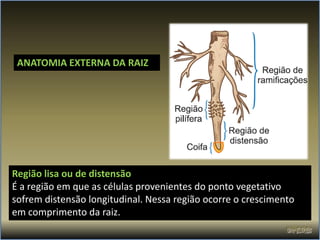 ANATOMIA EXTERNA DA RAIZ




Região lisa ou de distensão
É a região em que as células provenientes do ponto vegetativo
sofrem distensão longitudinal. Nessa região ocorre o crescimento
em comprimento da raiz.
 
