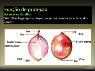 Função de proteção
Escamas ou Catafilos
São folhas largas que protegem as gemas terminais e axilares dos
caules..
 