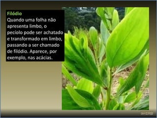 Filódio
Quando uma folha não
apresenta limbo, o
pecíolo pode ser achatado
e transformado em limbo,
passando a ser chamado
de filódio. Aparece, por
exemplo, nas acácias.
 