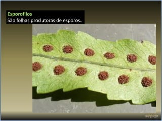 Esporofilos
São folhas produtoras de esporos.
 