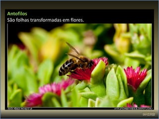 Antofilos
São folhas transformadas em flores.
 