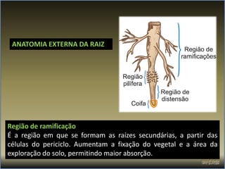 ANATOMIA EXTERNA DA RAIZ




Região de ramificação
É a região em que se formam as raízes secundárias, a partir das
células do periciclo. Aumentam a fixação do vegetal e a área da
exploração do solo, permitindo maior absorção.
 
