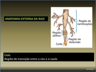 ANATOMIA EXTERNA DA RAIZ




Colo
Região de transição entre a raiz e o caule.
 