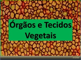 Órgãos e Tecidos
   Vegetais
 