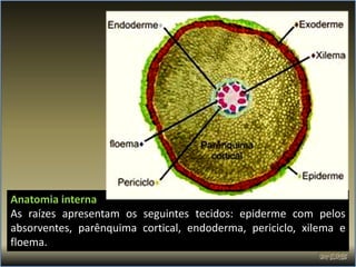 Anatomia interna
As raízes apresentam os seguintes tecidos: epiderme com pelos
absorventes, parênquima cortical, endoderma, periciclo, xilema e
floema.
 