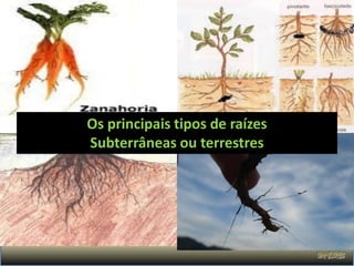 Os principais tipos de raízes
Subterrâneas ou terrestres
 