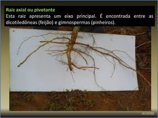 Raiz axial ou pivotante
Esta raiz apresenta um eixo principal. É encontrada entre as
dicotiledôneas (feijão) e gimnospermas (pinheiros).
 