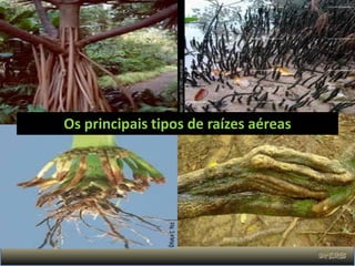 Os principais tipos de raízes aéreas
 