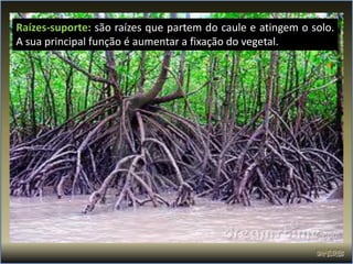 Raízes-suporte: são raízes que partem do caule e atingem o solo.
A sua principal função é aumentar a fixação do vegetal.
 