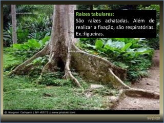 Raízes tabulares:
São raízes achatadas. Além de
realizar a fixação, são respiratórias.
Ex.:figueiras.
 