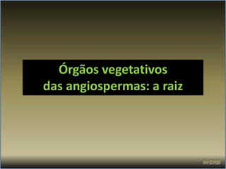 Órgãos vegetativos
das angiospermas: a raiz
 