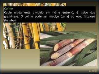 Colmo
Caule nitidamente dividido em nó e entrenó; é típico das
gramíneas. O colmo pode ser maciço (cana) ou oco, fistuloso
(bambu).
 