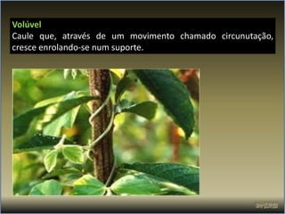 Volúvel
Caule que, através de um movimento chamado circunutação,
cresce enrolando-se num suporte.
 