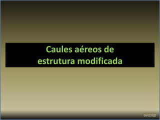 Caules aéreos de
estrutura modificada
 