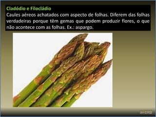 Cladódio e Filocládio
Caules aéreos achatados com aspecto de folhas. Diferem das folhas
verdadeiras porque têm gemas que podem produzir flores, o que
não acontece com as folhas. Ex.: aspargo.
 