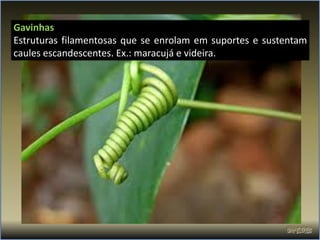 Gavinhas
Estruturas filamentosas que se enrolam em suportes e sustentam
caules escandescentes. Ex.: maracujá e videira.
 
