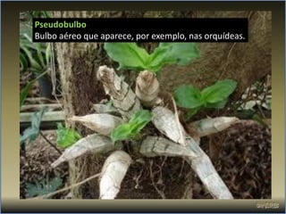 Pseudobulbo
Bulbo aéreo que aparece, por exemplo, nas orquídeas.
 