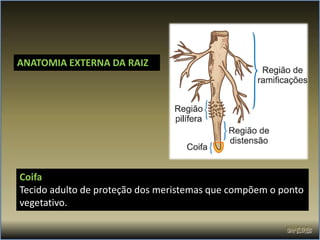 ANATOMIA EXTERNA DA RAIZ




Coifa
Tecido adulto de proteção dos meristemas que compõem o ponto
vegetativo.
 