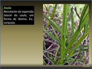 Alado
Resultante da expansão
lateral do caule, em
forma de lâmina. Ex.:
carqueja.
 
