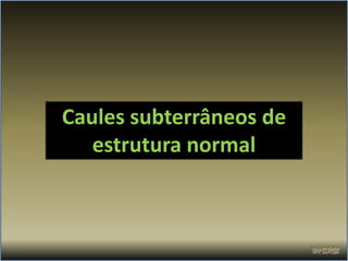 Caules subterrâneos de
   estrutura normal
 