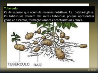 Tubérculo
Caule espesso que acumula reservas nutritivas. Ex.: batata-inglesa.
Os tubérculos diferem das raízes tuberosas porque apresentam
gemas e escamas, formações nunca encontradas nas raízes.
 