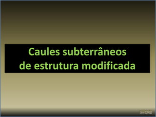 Caules subterrâneos
de estrutura modificada
 