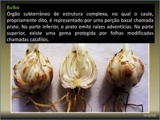 Bulbo
Órgão subterrâneo de estrutura complexa, no qual o caule,
propriamente dito, é representado por uma porção basal chamada
prato. Na parte inferior, o prato emite raízes adventícias. Na parte
superior, existe uma gema protegida por folhas modificadas
chamadas catafilos.
 