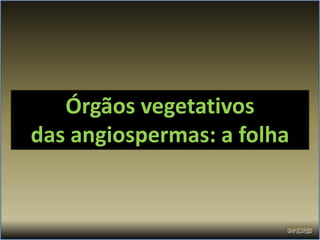 Órgãos vegetativos
das angiospermas: a folha
 