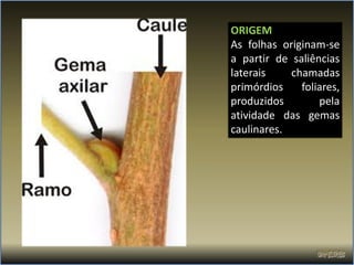 ORIGEM
As folhas originam-se
a partir de saliências
laterais    chamadas
primórdios    foliares,
produzidos        pela
atividade das gemas
caulinares.
 