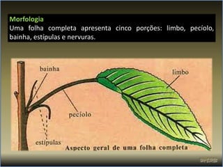 Morfologia
Uma folha completa apresenta cinco porções: limbo, pecíolo,
bainha, estípulas e nervuras.
 