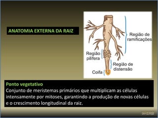 ANATOMIA EXTERNA DA RAIZ




Ponto vegetativo
Conjunto de meristemas primários que multiplicam as células
intensamente por mitoses, garantindo a produção de novas células
e o crescimento longitudinal da raiz.
 