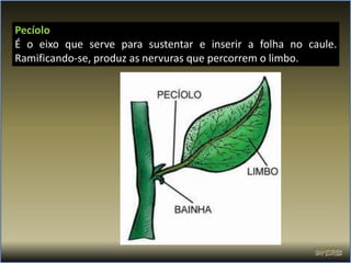 Pecíolo
É o eixo que serve para sustentar e inserir a folha no caule.
Ramificando-se, produz as nervuras que percorrem o limbo.
 