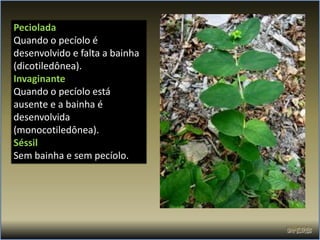 Peciolada
Quando o pecíolo é
desenvolvido e falta a bainha
(dicotiledônea).
Invaginante
Quando o pecíolo está
ausente e a bainha é
desenvolvida
(monocotiledônea).
Séssil
Sem bainha e sem pecíolo.
 