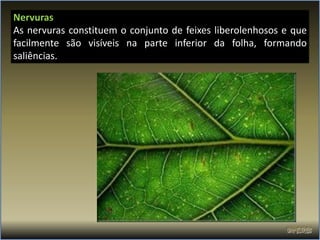 Nervuras
As nervuras constituem o conjunto de feixes liberolenhosos e que
facilmente são visíveis na parte inferior da folha, formando
saliências.
 