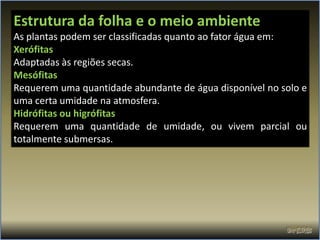Estrutura da folha e o meio ambiente
As plantas podem ser classificadas quanto ao fator água em:
Xerófitas
Adaptadas às regiões secas.
Mesófitas
Requerem uma quantidade abundante de água disponível no solo e
uma certa umidade na atmosfera.
Hidrófitas ou higrófitas
Requerem uma quantidade de umidade, ou vivem parcial ou
totalmente submersas.
 