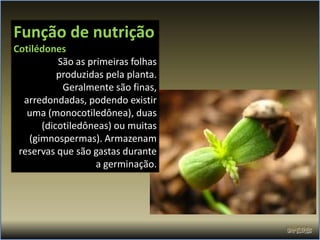 Função de nutrição
Cotilédones
          São as primeiras folhas
          produzidas pela planta.
           Geralmente são finas,
  arredondadas, podendo existir
   uma (monocotiledônea), duas
      (dicotiledôneas) ou muitas
   (gimnospermas). Armazenam
 reservas que são gastas durante
                   a germinação.
 