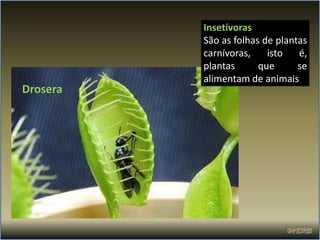 Insetívoras
          São as folhas de plantas
          carnívoras,    isto   é,
          plantas      que      se
          alimentam de animais.
Drosera
 