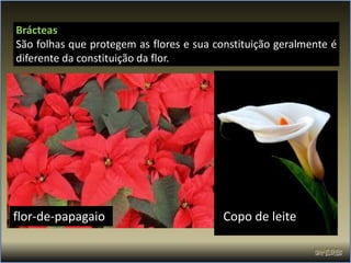 Brácteas
São folhas que protegem as flores e sua constituição geralmente é
diferente da constituição da flor.




flor-de-papagaio                          Copo de leite
 