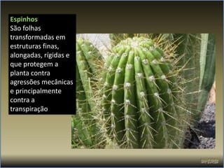 Espinhos
São folhas
transformadas em
estruturas finas,
alongadas, rígidas e
que protegem a
planta contra
agressões mecânicas
e principalmente
contra a
transpiração.
 