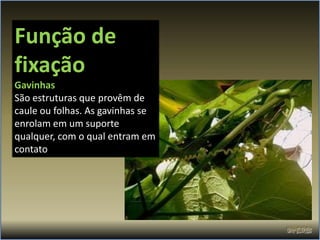 Função de
fixação
Gavinhas
São estruturas que provêm de
caule ou folhas. As gavinhas se
enrolam em um suporte
qualquer, com o qual entram em
contato
 