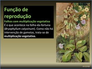 Função de
reprodução
Folhas com multiplicação vegetativa
É o que acontece na folha-da-fortuna
(Bryophyllum calyoinum). Como não há
intervenção de gametas, trata-se de
multiplicação vegetativa.
 