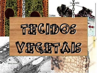 TECIDOS
VEGETAIS
 