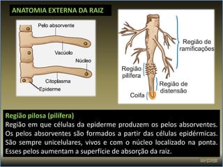 ANATOMIA EXTERNA DA RAIZ




Região pilosa (pilífera)
Região em que células da epiderme produzem os pelos absorventes.
Os pelos absorventes são formados a partir das células epidérmicas.
São sempre unicelulares, vivos e com o núcleo localizado na ponta.
Esses pelos aumentam a superfície de absorção da raiz.
 