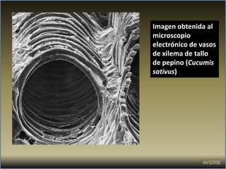 Imagen obtenida al
microscopio
electrónico de vasos
de xilema de tallo
de pepino (Cucumis
sativus)
 