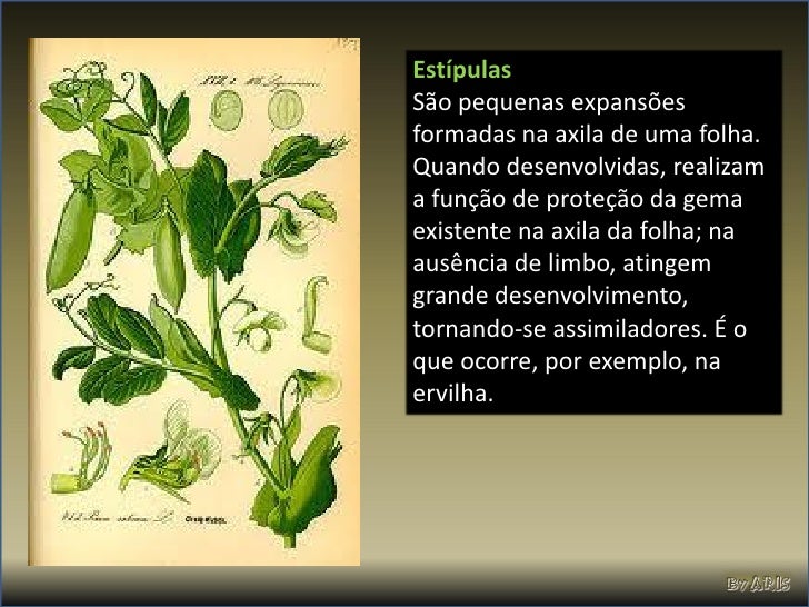 Sao Importantes Tecidos De Sustentacao Dos Vegetais