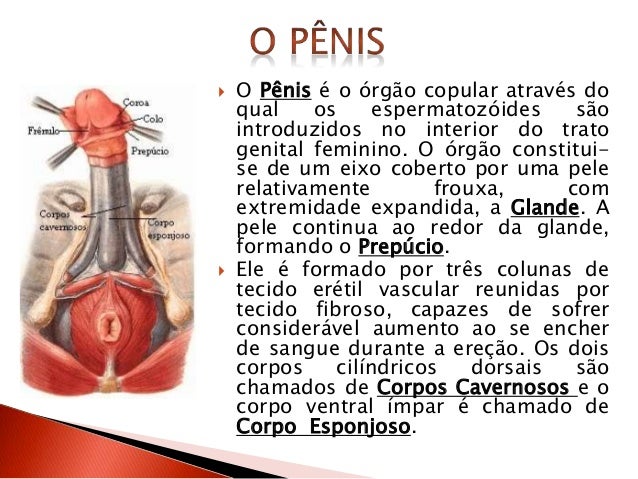 Calvície de homens e impotência