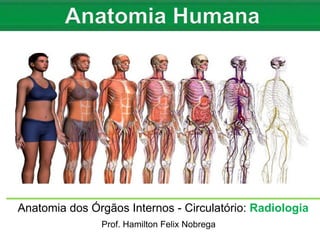 Anatomia dos Órgãos Internos - Circulatório: Radiologia
Prof. Hamilton Felix Nobrega
 