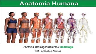 Anatomia dos Órgãos Internos: Radiologia
Prof. Hamilton Felix Nobrega
 