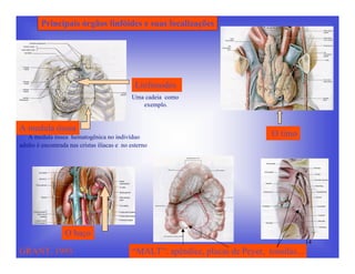 Principais órgãos linfóides e suas localizações




                                               Linfonodos
                                             Uma cadeia como
                                                exemplo.


A medula óssea
   A medula óssea hematogênica no indivíduo                                        O timo
adulto é encontrada nas cristas ilíacas e no esterno




                  O baço
                                                                                               14
GRANT, 1993                                   “MALT”: apêndice, placas de Peyer, tonsilas...
 