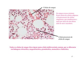 Células do sangue


                                                                 Os espaços nessa estrutura
                                                                 ficam cheios de células adiposas
                                                                 e de precursores de células
                                                                 sanguíneas, que amadurecem e
                                                                 saem por meio de uma densa
                                                                 rede de seios vasculares.




                                                                    Célula precursora de
                                                                    célula do sangue



Todas as células do sangue têm origem numa célula indiferenciada comum, que se diferencia
 em linhagens eritrocítica, megacariocítica, granulocítica, monocítica e linfocítica.



                                                                                       17
 